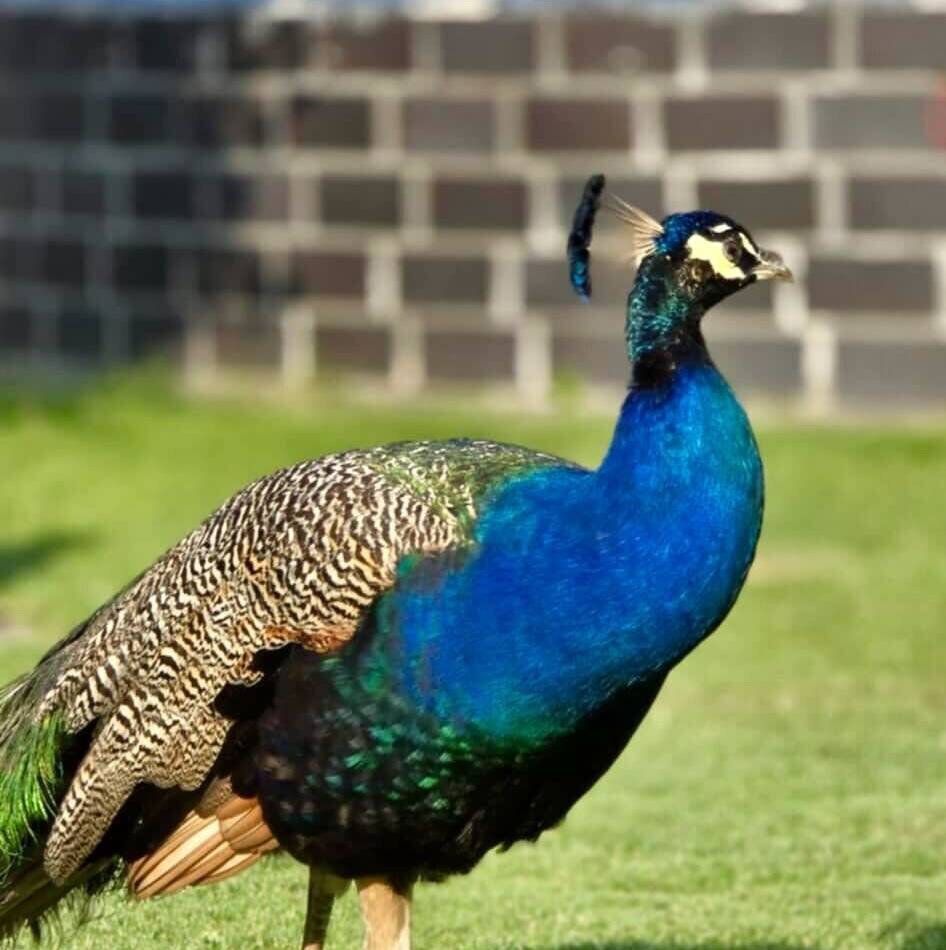 Riesen-Vogel in Orken gesichtet: Schon wieder ist ein Pfau in Grevenbroich unterwegs