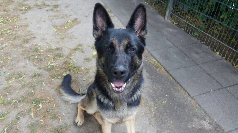 Schäferhund sucht neues Zuhause: Der agile Max apportiert gern Bälle
