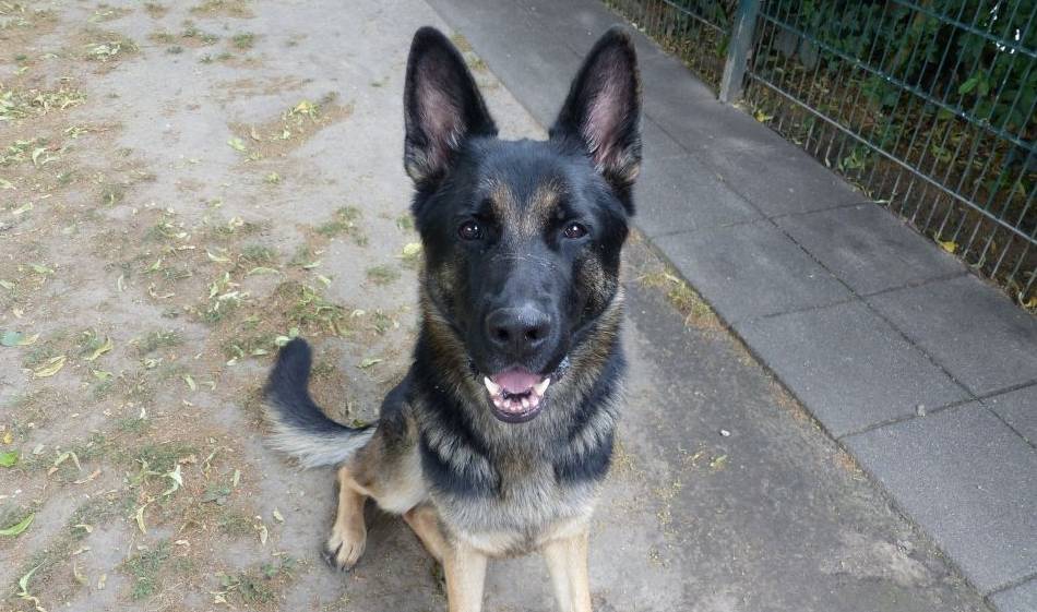 Schäferhund sucht neues Zuhause: Der agile Max apportiert gern Bälle