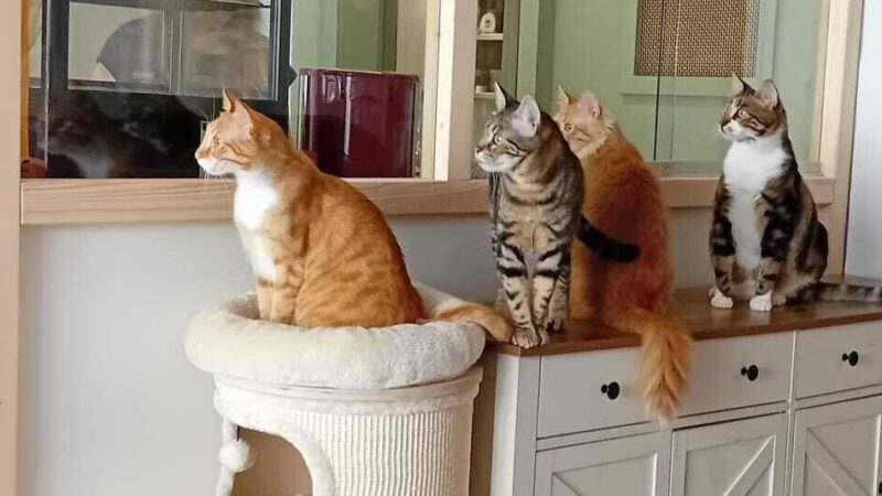 Exklusiver Besuch vorab: Katzencafé „Schnurrpuccino“ öffnet in Wipperfürth seine Türen