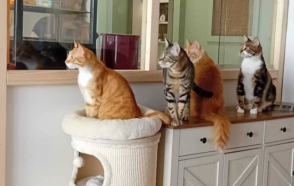 Exklusiver Besuch vorab: Katzencafé „Schnurrpuccino“ öffnet in Wipperfürth seine Türen