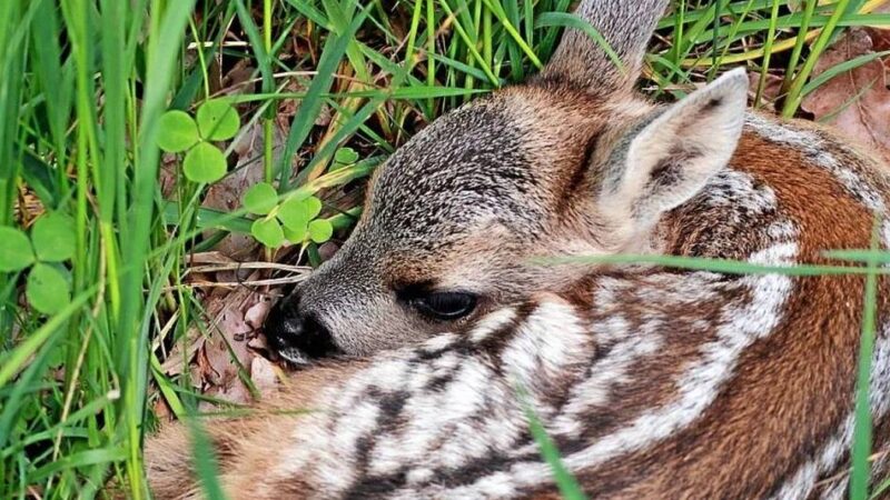 Rehkitzrettungen in Kleve: Jäger retten Hunderte Rehkitze vor Mähdreschern