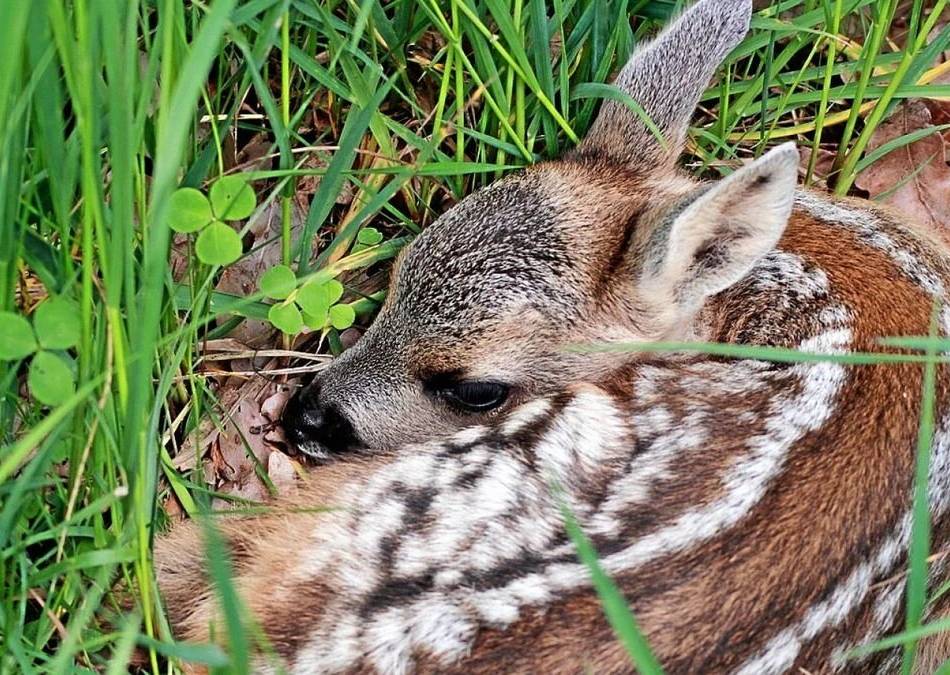 Rehkitzrettungen in Kleve: Jäger retten Hunderte Rehkitze vor Mähdreschern
