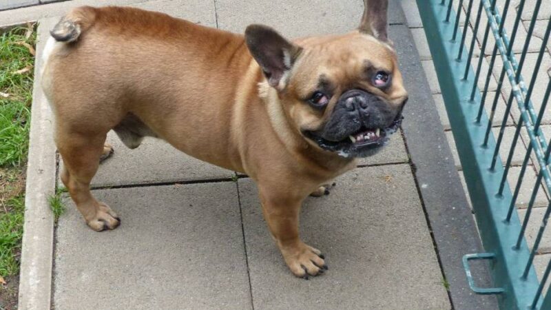 Tier der Woche: Lieb und verfressen