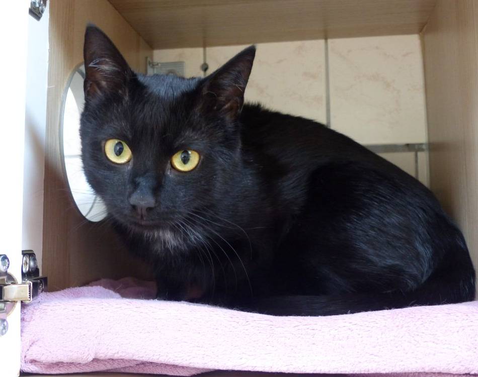 Fundtier der Woche im Nettetaler Tierheim: Klecks, der neugierige Kater