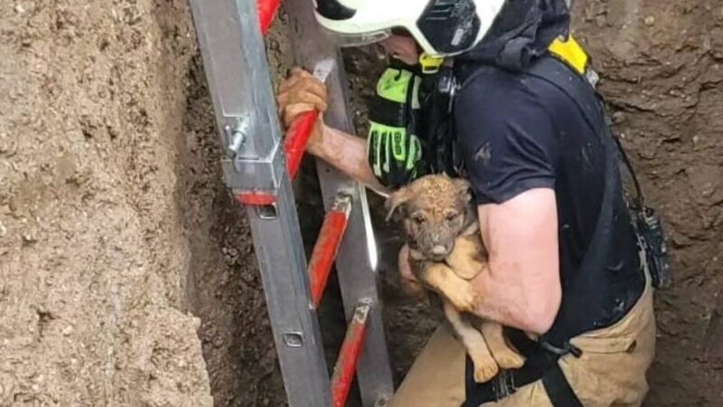 Dramatische Rettungsaktion für Hunde-Welpen in Hilden: „Der Kleine hat fünf Stunden durchgejammert“