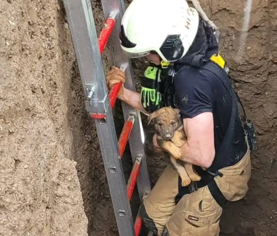 Dramatische Rettungsaktion für Hunde-Welpen in Hilden: „Der Kleine hat fünf Stunden durchgejammert“