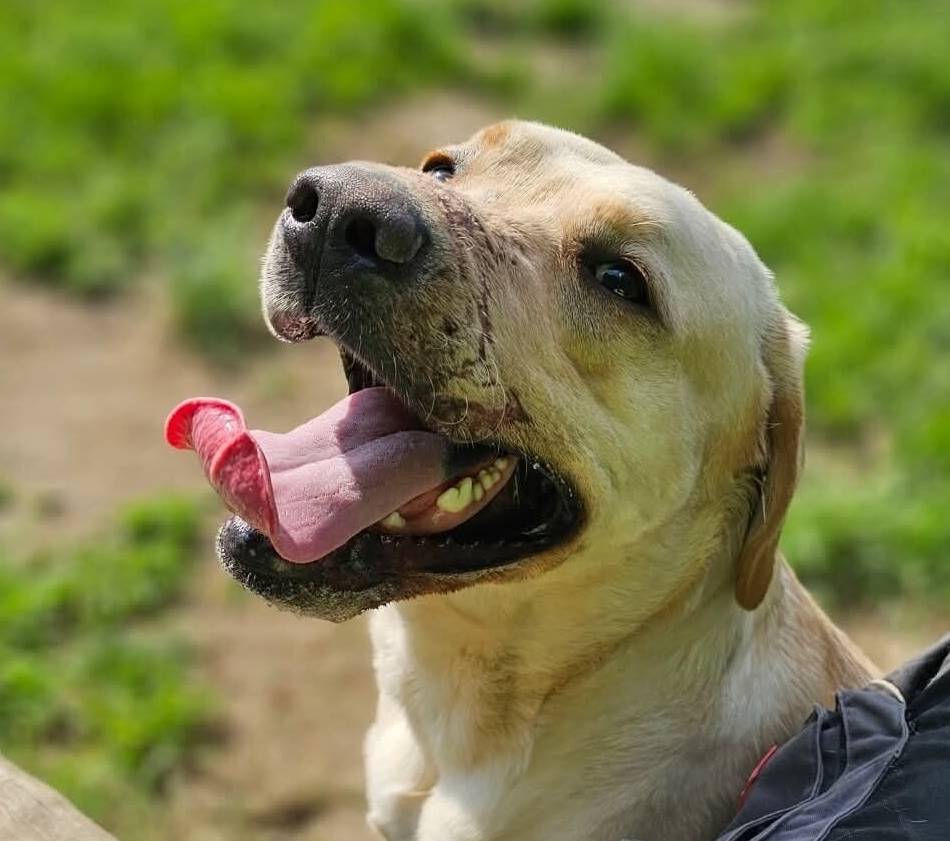 Tierquälerei in Düsseldorf: Festgebunden mit zugeklebter Schnauze – so geht es Labrador „Haribo“ heute