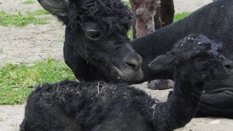 Tiergarten in Kleve: Zwei Alpaka-Babys innerhalb weniger Tage geboren