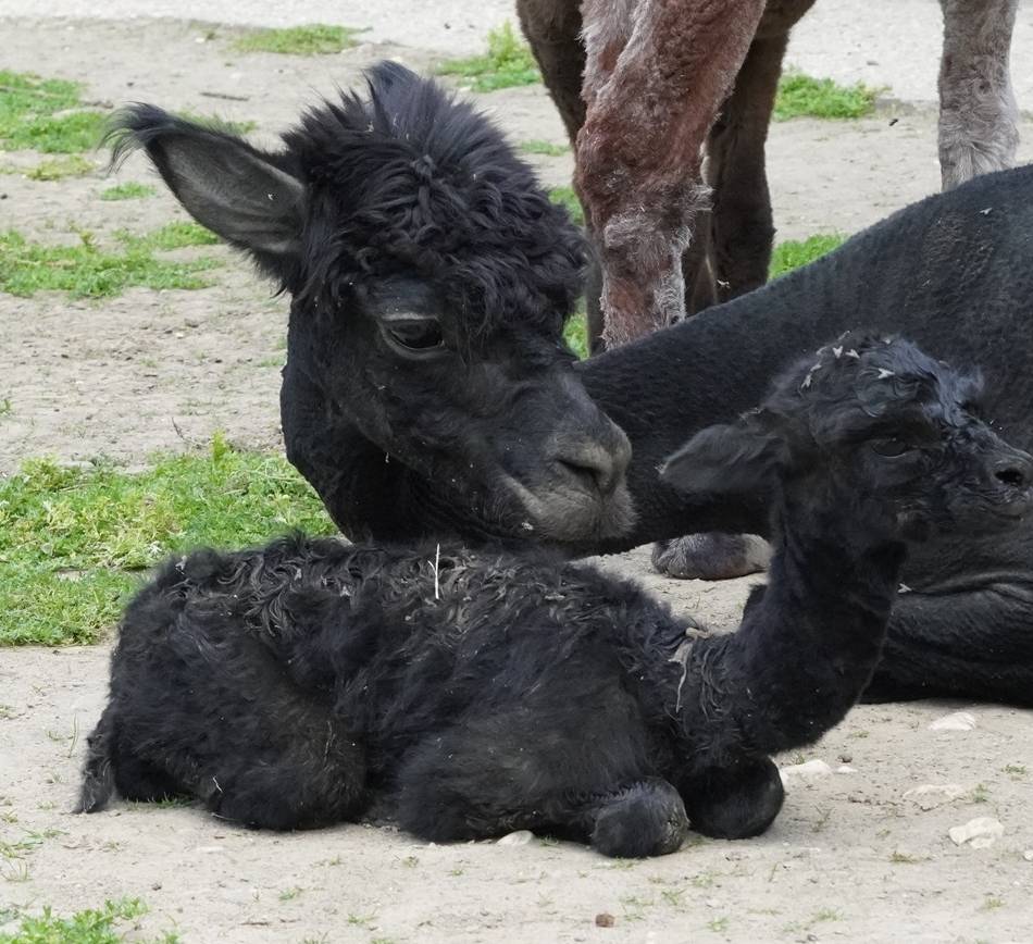 Tiergarten in Kleve: Zwei Alpaka-Babys innerhalb weniger Tage geboren
