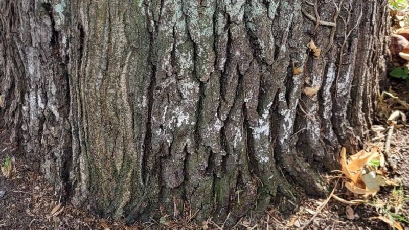 Stadt Hilden stellt Pilzbefall fest: Eiche am Prießnitzweg muss gefällt werden