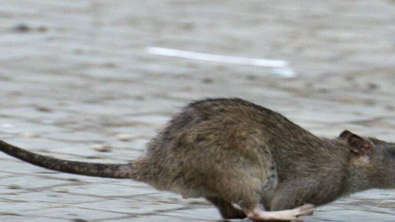 Apothekerin kehrt Nager aus dem Laden: Ratten im Grefrather Ortskern unterwegs