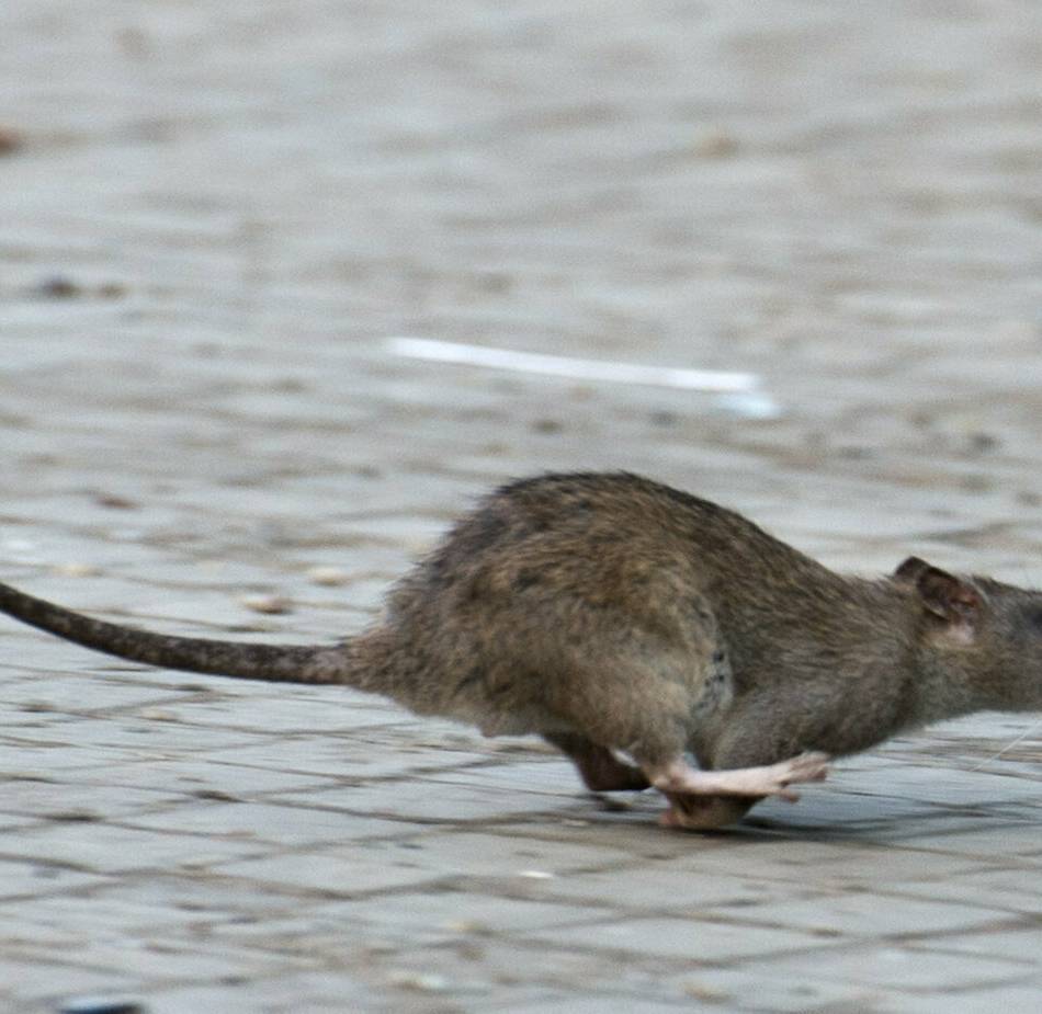 Apothekerin kehrt Nager aus dem Laden: Ratten im Grefrather Ortskern unterwegs