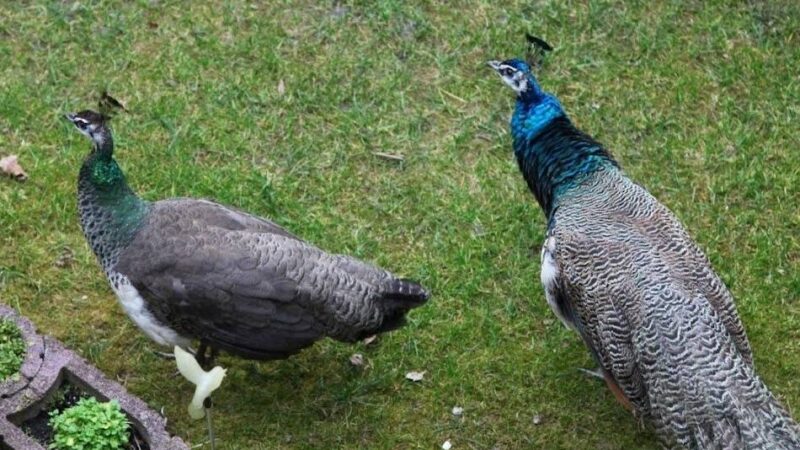 Riesen-Vogel in Grevenbroich gesichtet: Rätsel um ausgebüxten Pfau geht weiter