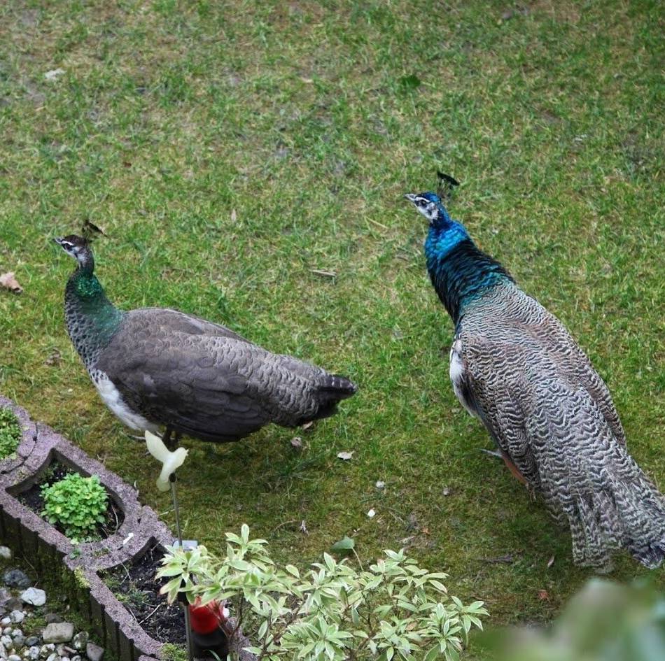 Riesen-Vogel in Grevenbroich gesichtet: Rätsel um ausgebüxten Pfau geht weiter