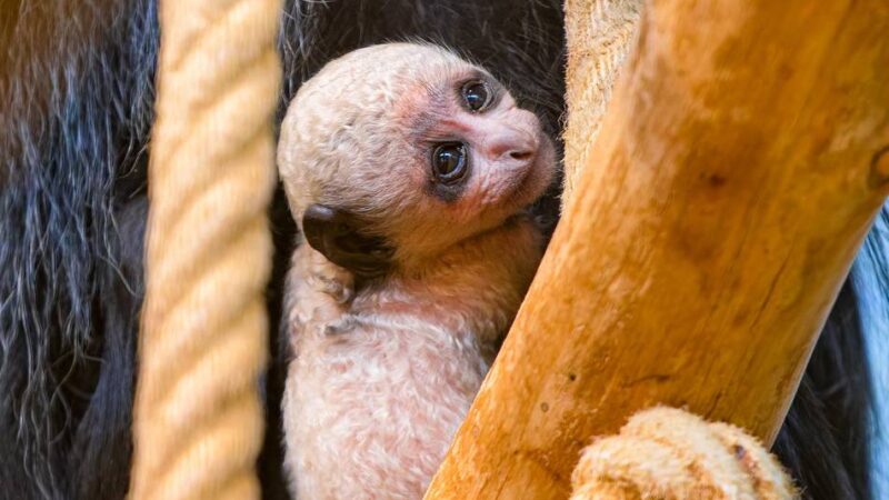 Zoo zeigt Foto: Das zweite in einem Jahr – Zoo Duisburg begrüßt süßen Affen-Nachwuchs