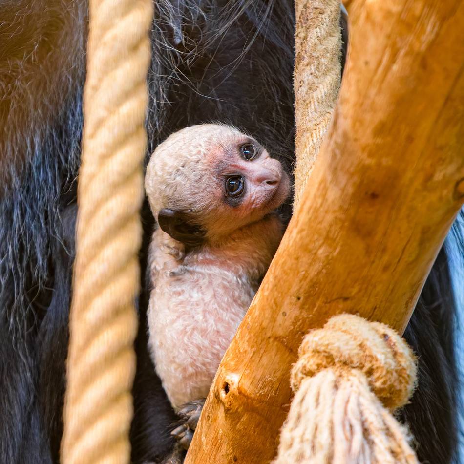 Zoo zeigt Foto: Das zweite in einem Jahr – Zoo Duisburg begrüßt süßen Affen-Nachwuchs