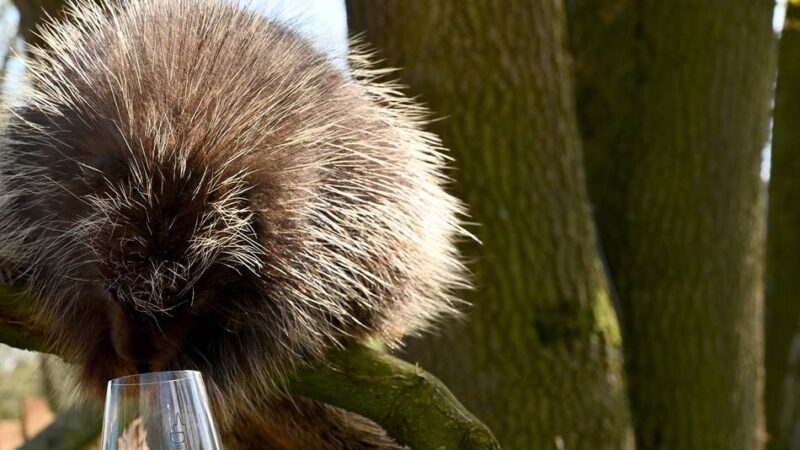 Weinverkostung mit Rundgang: Tiergarten Kleve bietet Weinabend mit Tierbesuch