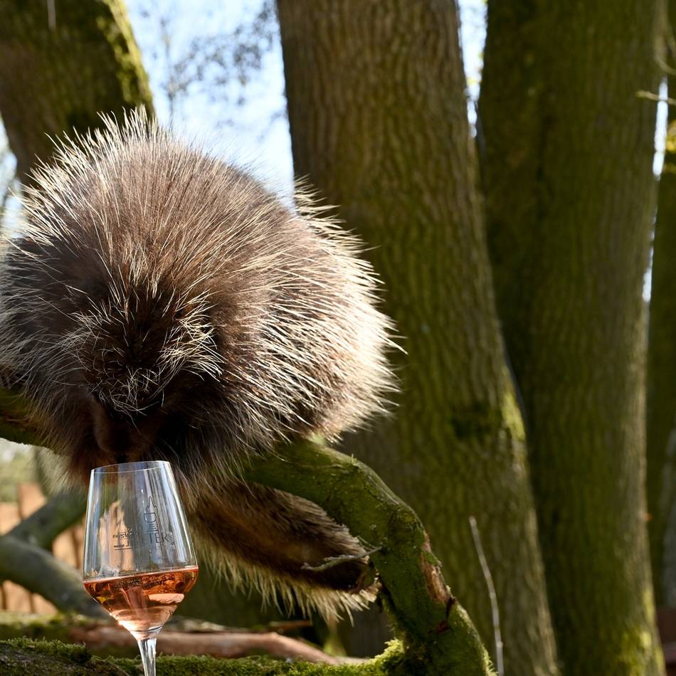 Weinverkostung mit Rundgang: Tiergarten Kleve bietet Weinabend mit Tierbesuch