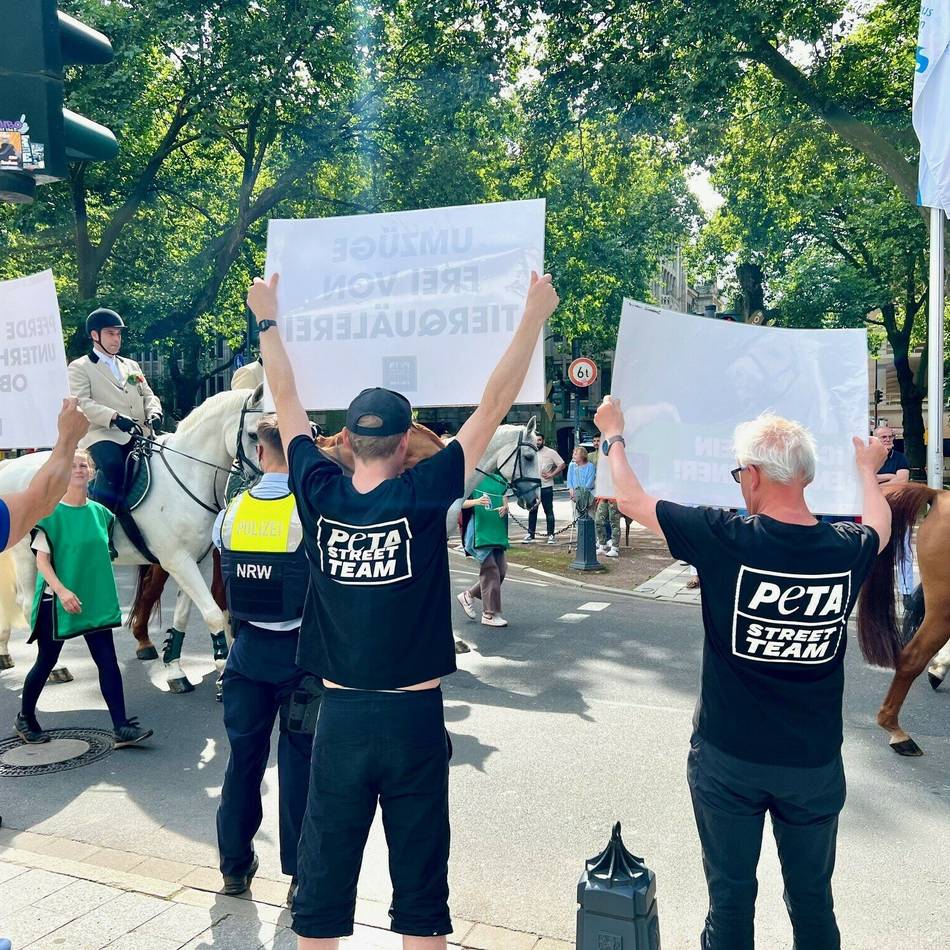 Peta-Aktion bei Umzug: Protest gegen Pferde bei Schützen in Düsseldorf – „Stress und unnötige Gefahren“