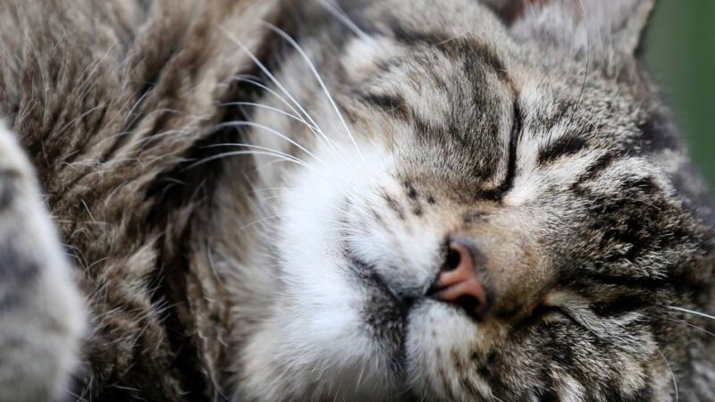 Krefeld nimmt Katzenhalter in die Pflicht: Wer sich ein Tier anschafft, muss Verantwortung übernehmen