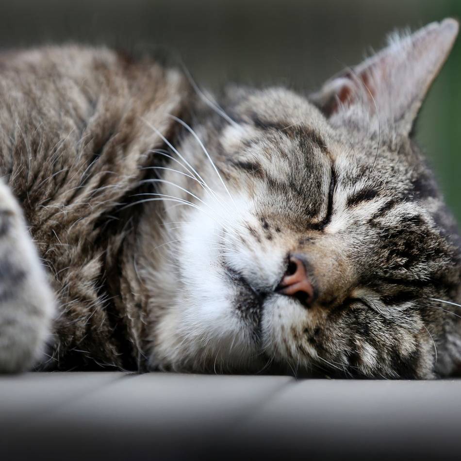 Krefeld nimmt Katzenhalter in die Pflicht: Wer sich ein Tier anschafft, muss Verantwortung übernehmen