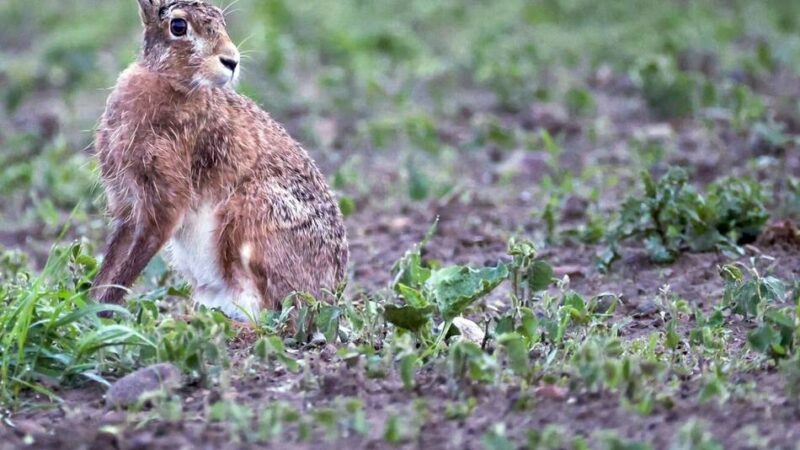 Auch Menschen können sich anstecken: Hasenpest im Rheinisch-Bergischen Kreis nachgewiesen
