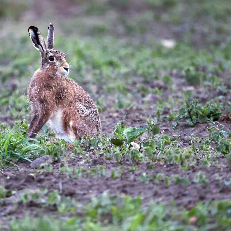 Auch Menschen können sich anstecken: Hasenpest im Rheinisch-Bergischen Kreis nachgewiesen
