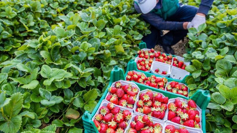 Appell der Agrar-Gewerkschaft an heimische Landwirte: „Erntehelfer sind keine Feldarbeiter 2. Klasse“