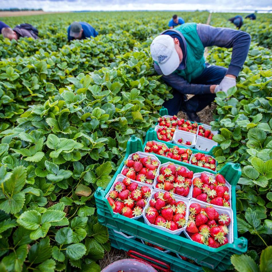Appell der Agrar-Gewerkschaft an heimische Landwirte: „Erntehelfer sind keine Feldarbeiter 2. Klasse“