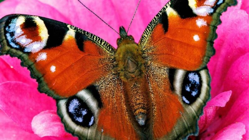 Aktion läuft bis zum 15. Juli: Endspurt bei der Schmetterlingszählung in Viersen