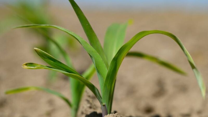 Dürremonitor NRW: Vertrocknet der Kreis Mettmann?