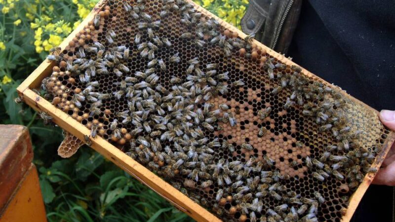 Bienzuchtverein Ratingen: Imker laden zum Schnuppern ein