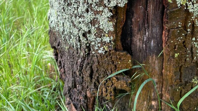 Befall in Grevenbroich-Wevelinghoven: Mehrere Bäume müssen gefällt werden