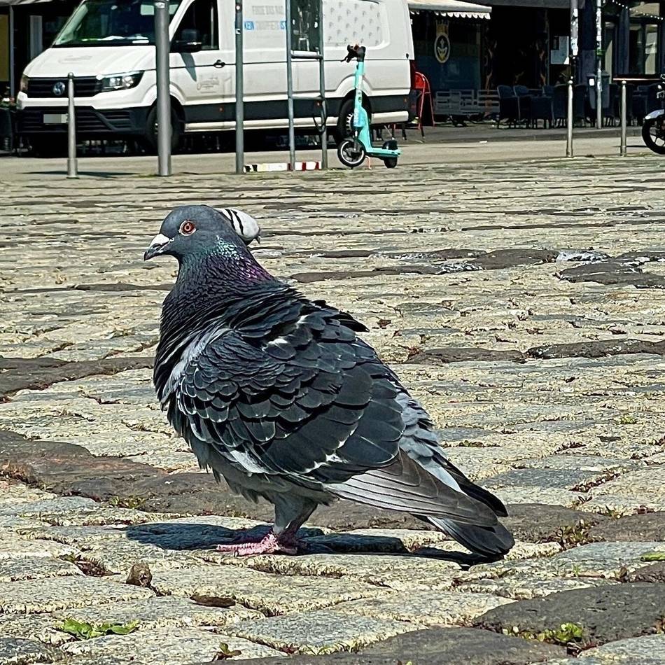 Ehrenamtler sollen unterstützt werden: Ein Stadttaubenmanagement für Mönchengladbach