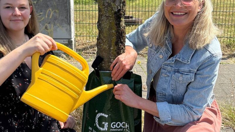 Trockene Sommer: Gießsäcke sollen Gocher Straßenbäume retten
