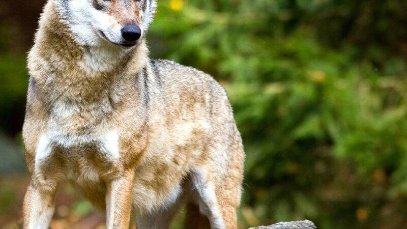 „Meiden Sie den Wald mit Kindern“: Wolf soll sechsjährigen Jungen in niederländischem Wald angegriffen haben