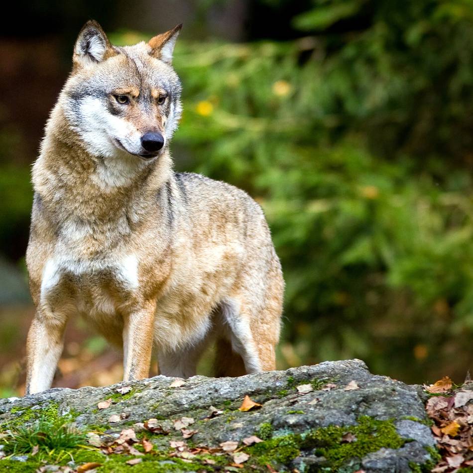 „Meiden Sie den Wald mit Kindern“: Wolf soll sechsjährigen Jungen in niederländischem Wald angegriffen haben