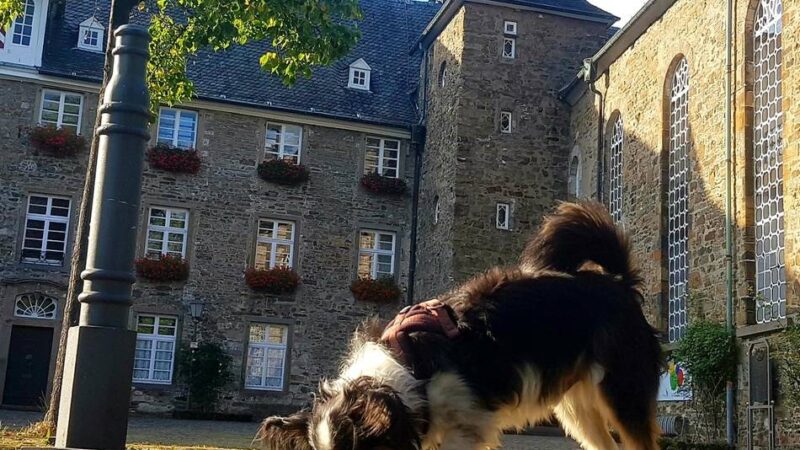 Stadt Hückeswagen: Jetzt wird der Hundebestand wieder überprüft