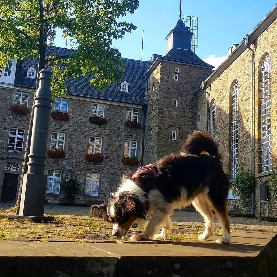 Stadt Hückeswagen: Jetzt wird der Hundebestand wieder überprüft