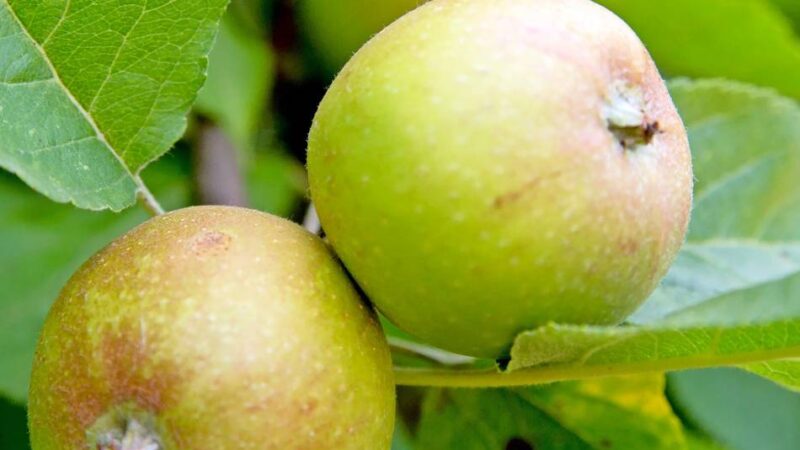 Aktion: Wurzeln in Wülfrath 2025: Stadt verschenkt Obstbäume