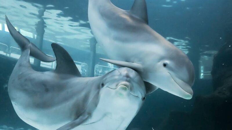 Interaktiver Aktionstag: 60 Jahre Delfinarium im Zoo Duisburg