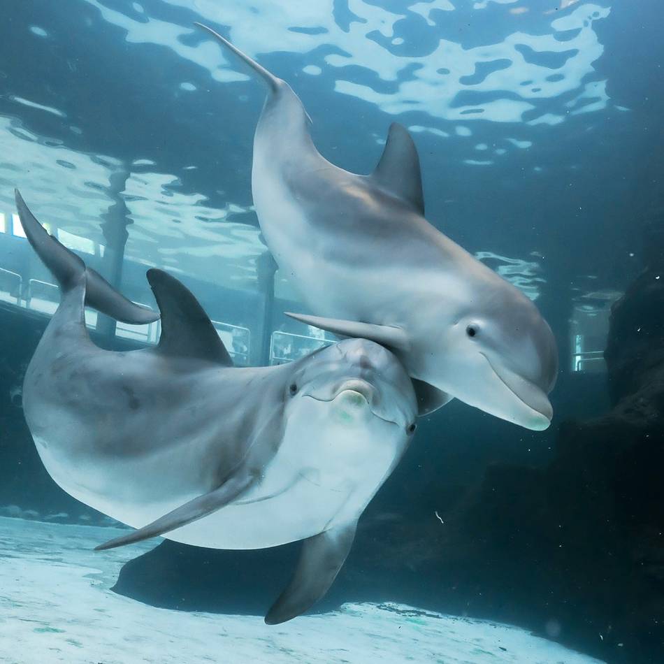 Interaktiver Aktionstag: 60 Jahre Delfinarium im Zoo Duisburg