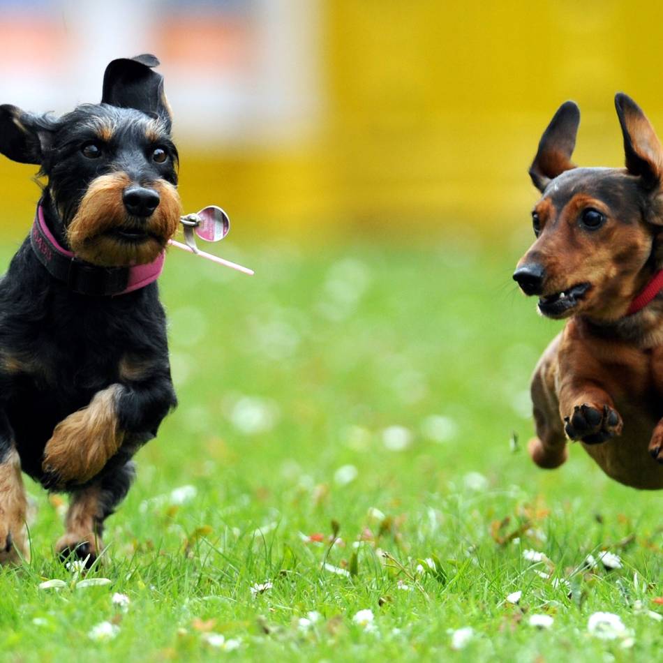 Hunde in Radevormwald: Steuervolumen ist leicht rückläufig