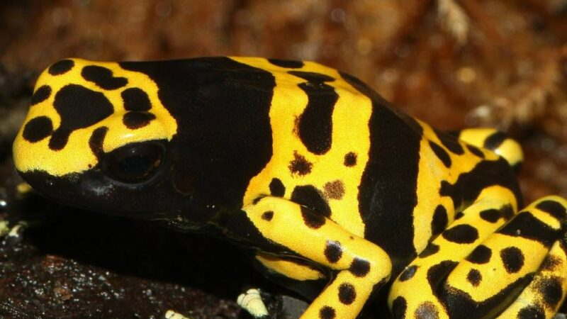 Neues Großterrarium: Pfeilgiftfrösche sollen in den Krefelder Zoo einziehen