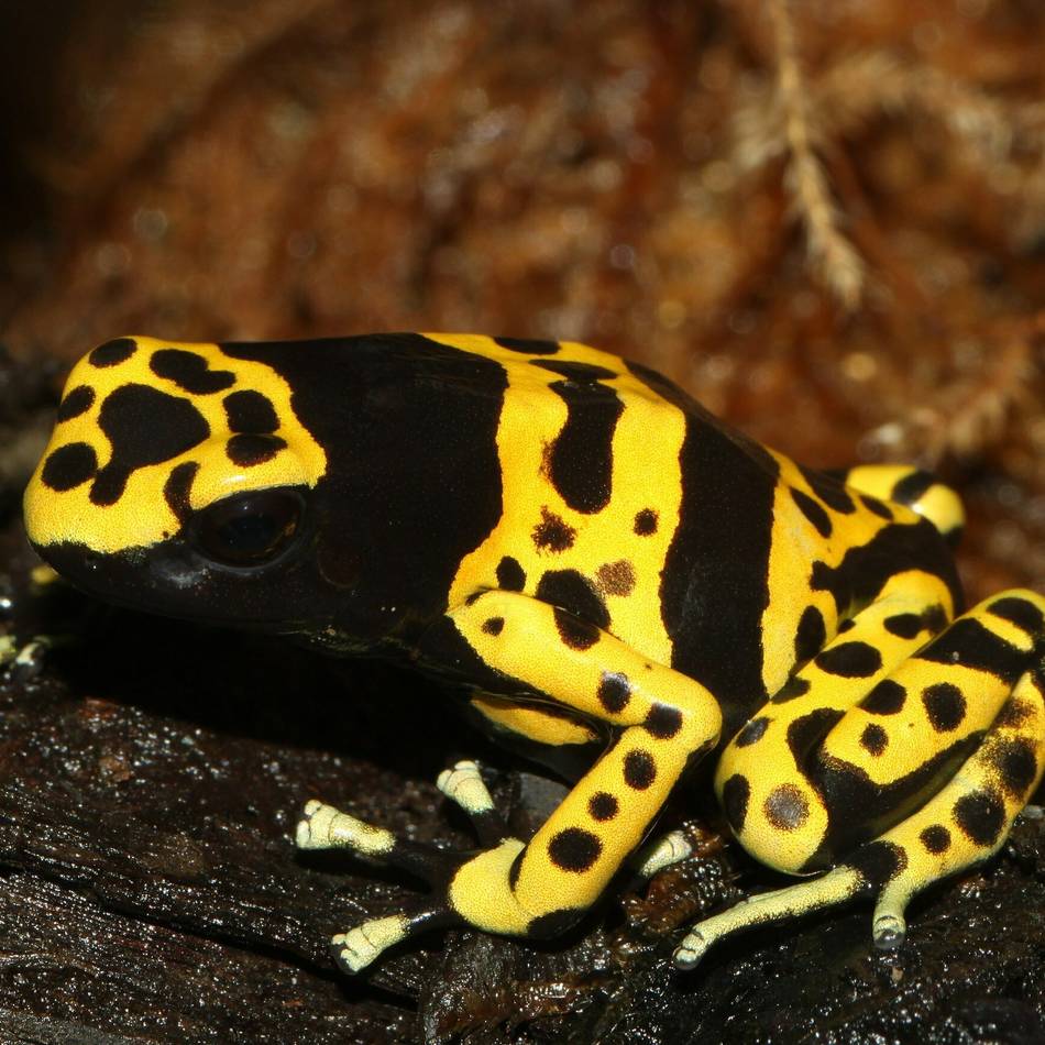 Neues Großterrarium: Pfeilgiftfrösche sollen in den Krefelder Zoo einziehen