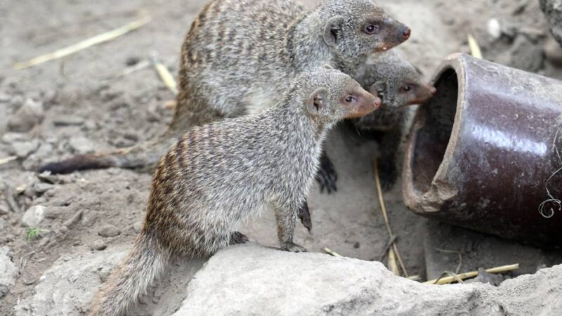 Im Mönchengladbacher Stadtteil Odenkirchen: Putziger Nachwuchs von Zebramangusten bis Maras