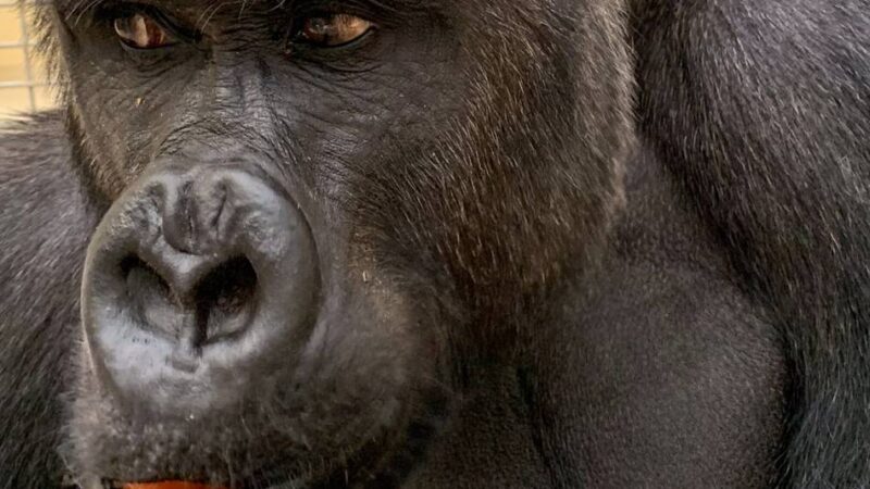 Besuch im Arnheimer Zoo: Der neue Chef im Gorilla-Gehege soll für Nachwuchs sorgen