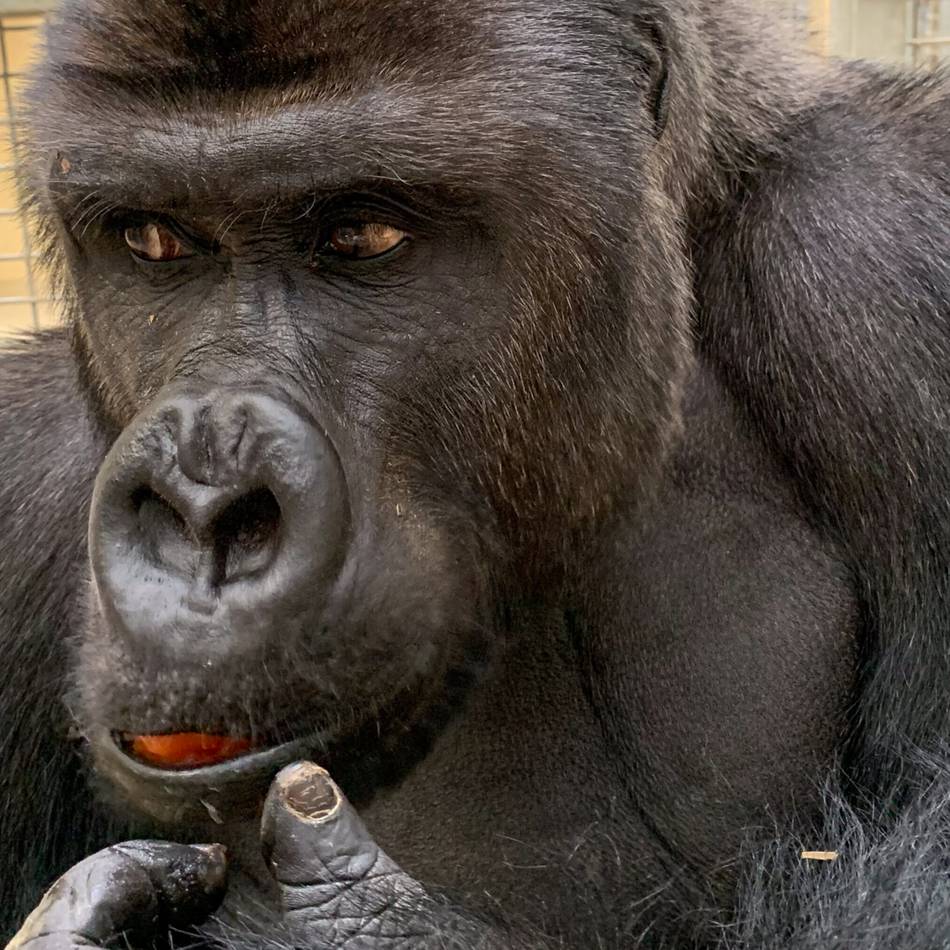 Besuch im Arnheimer Zoo: Der neue Chef im Gorilla-Gehege soll für Nachwuchs sorgen