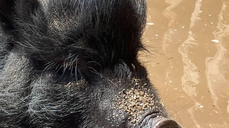 Abkühlung für Zootiere: Mit dem Wasserschlauch gegen die tierische Hitze